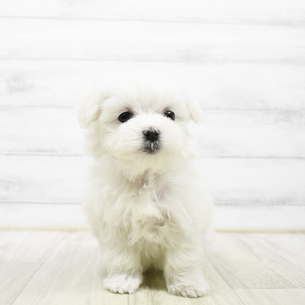 長野県のマルチーズ (犬の家＆猫の里塩尻店/2026年4月20日生まれ/女の子/ホワイト)の子犬