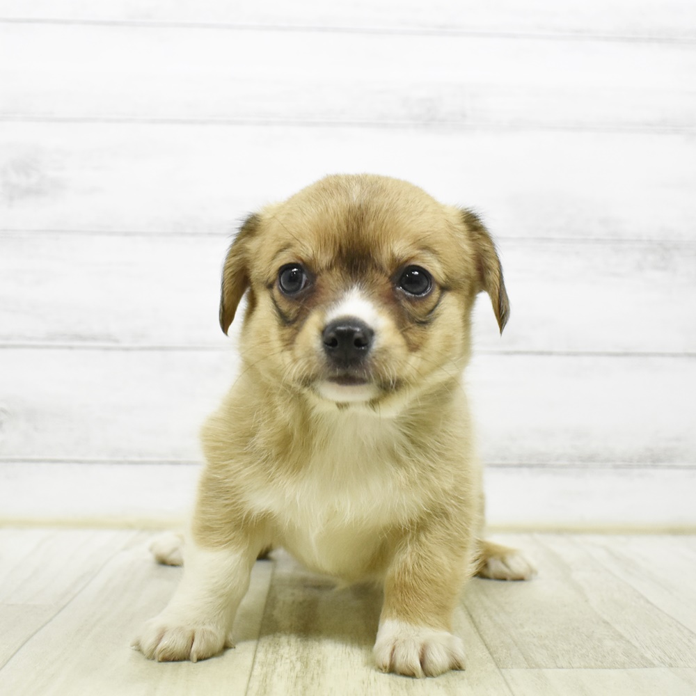 ハーフ犬女の子の写真