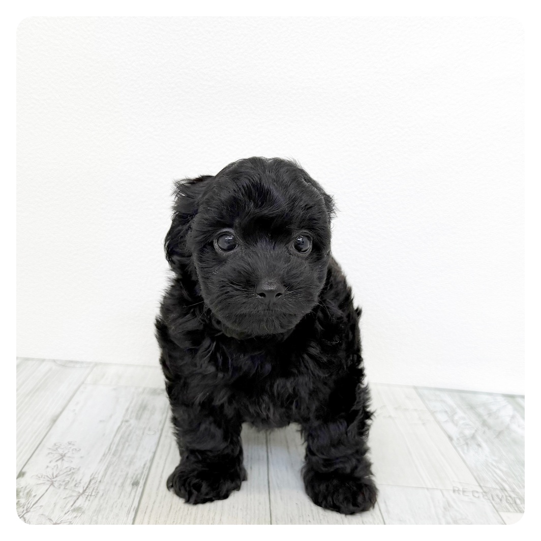 ハーフ犬男の子の写真