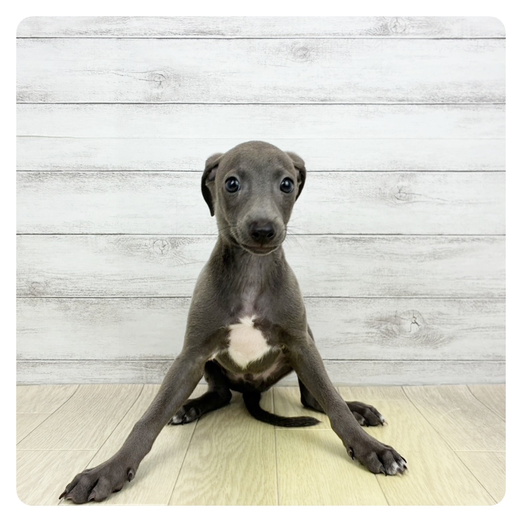 兵庫県のイタリアングレーハウンド (犬の家＆猫の里尼崎店/2026年4月19日生まれ/男の子/ブルー、ホワイトマーキング)の子犬の4枚目の画像
