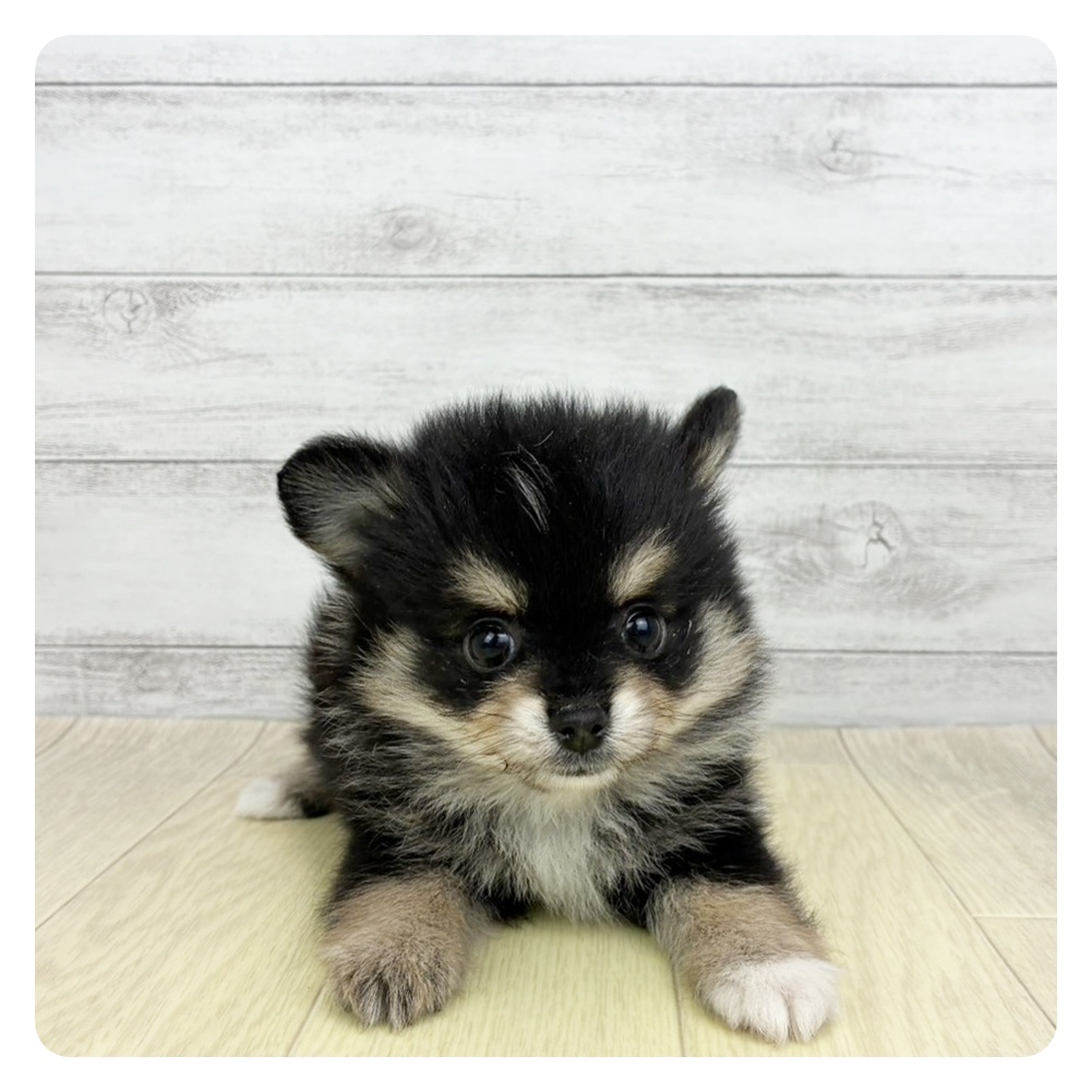 兵庫県のポメチワ/チワポメ/ポメチー(ポメラニアン×チワワ) (犬の家＆猫の里尼崎店/2026年4月21日生まれ/女の子/ブラックタン)の子犬の2枚目の画像