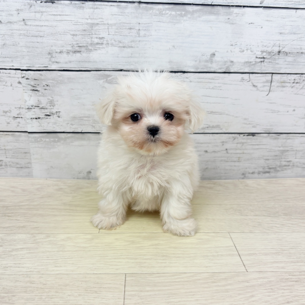 兵庫県のマルチーズ (犬の家＆猫の里ゆめタウン姫路店/2026年4月20日生まれ/男の子/ホワイト)の子犬