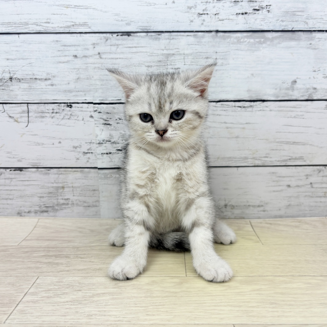京都府のブリティッシュショートヘアー (犬の家＆猫の里京都精華店/2026年4月21日生まれ/女の子/シルバーマッカレルタビー)の子猫