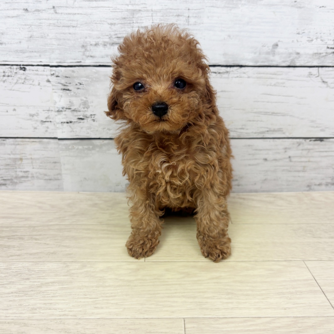 京都府のトイプードル(トイ) (犬の家＆猫の里京都精華店/2026年4月22日生まれ/男の子/レッドフォーン)の子犬