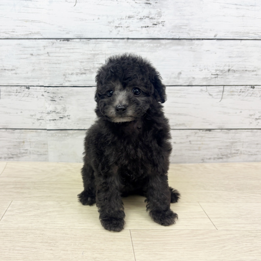 大阪府のトイプードル(トイ) (犬の家＆猫の里そよら東岸和田店/2026年4月22日生まれ/女の子/グレー)の子犬