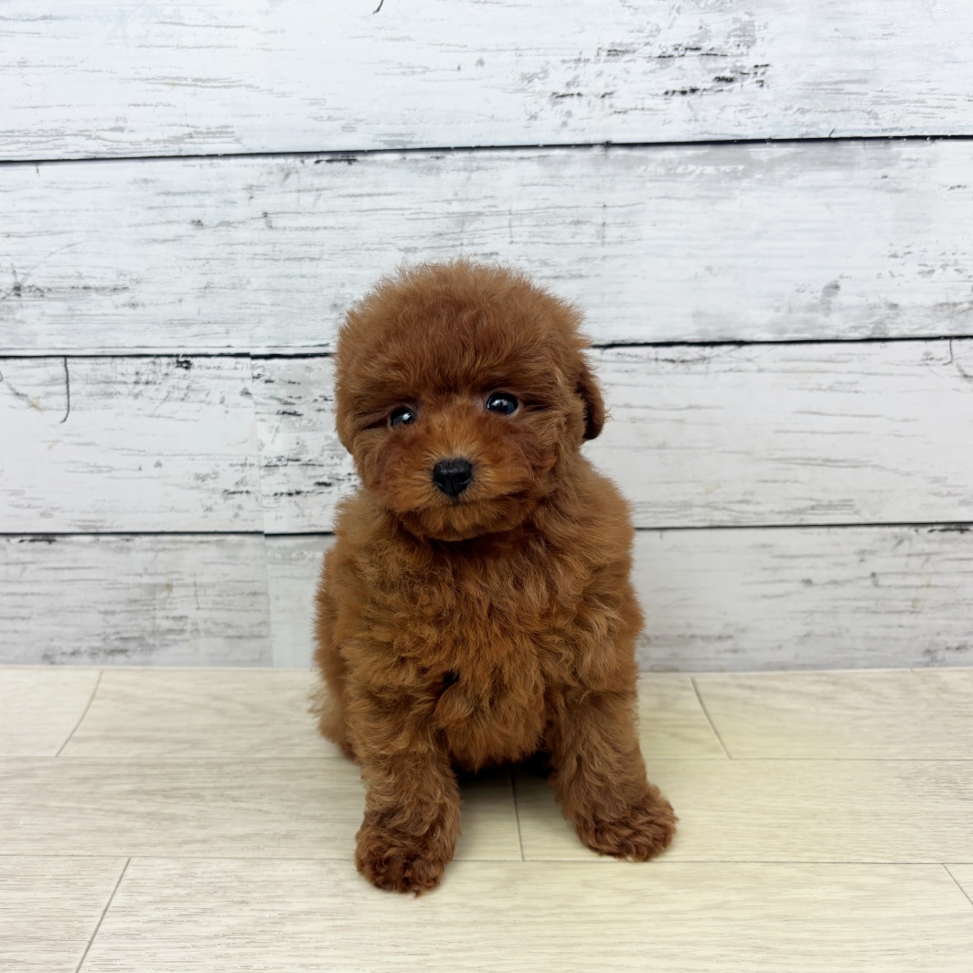 大阪府のトイプードル(タイニー) (犬の家＆猫の里もりのみやキューズモールBASE店/2026年4月20日生まれ/女の子/レッドフォーン)の子犬の2枚目の画像