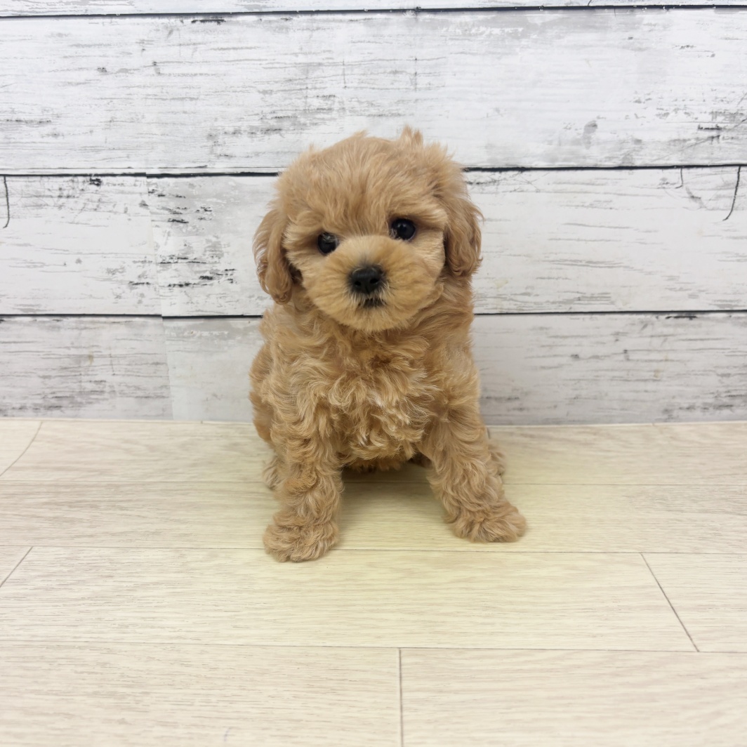 大阪府のマルプー(マルチーズ×プードル) (犬の家＆猫の里もりのみやキューズモールBASE店/2026年4月23日生まれ/女の子/アプリコット)の子犬