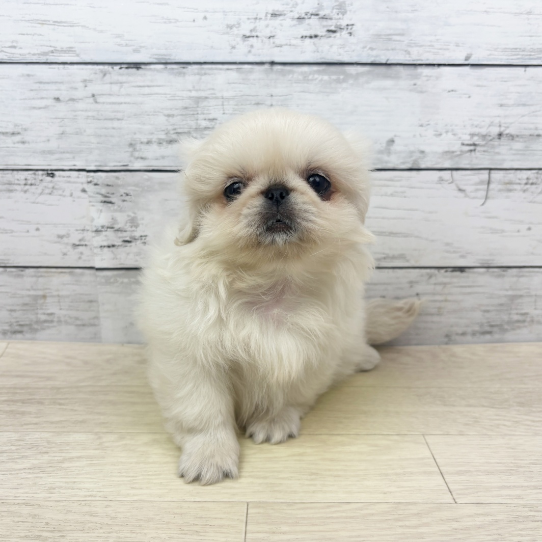 兵庫県のペキニーズ (犬の家＆猫の里ゆめタウン姫路店/2026年4月15日生まれ/男の子/クリーム)の子犬