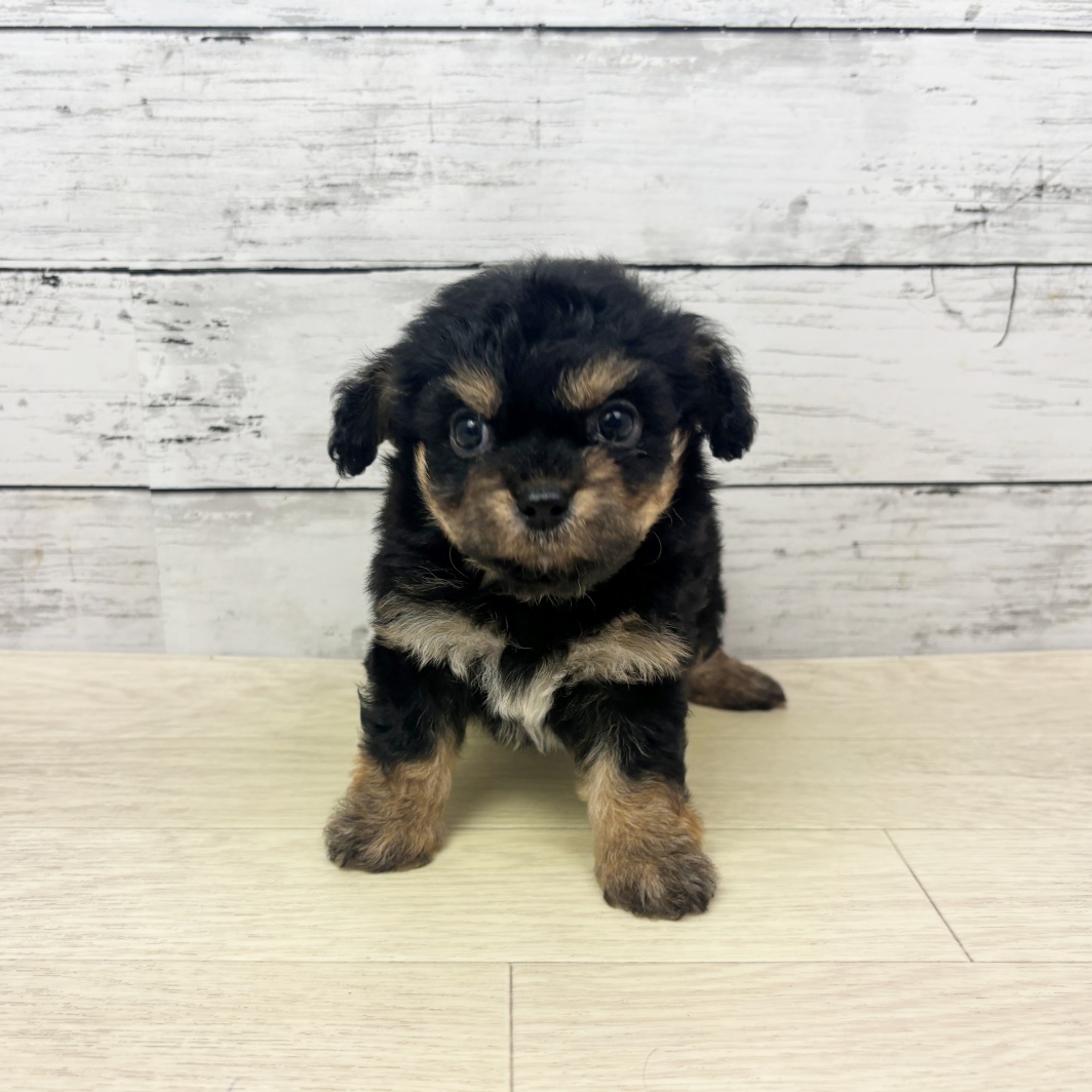 ハーフ犬男の子の写真