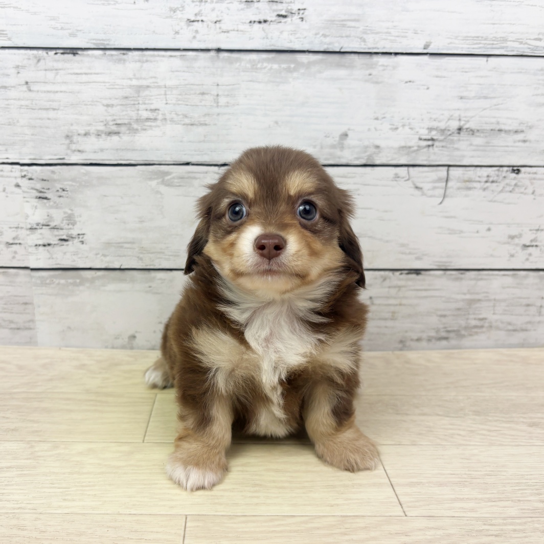 京都府のチワックス(チワワ×ダックス) (犬の家＆猫の里京都精華店/2026年4月21日生まれ/男の子/チョコレートクリーム)の子犬