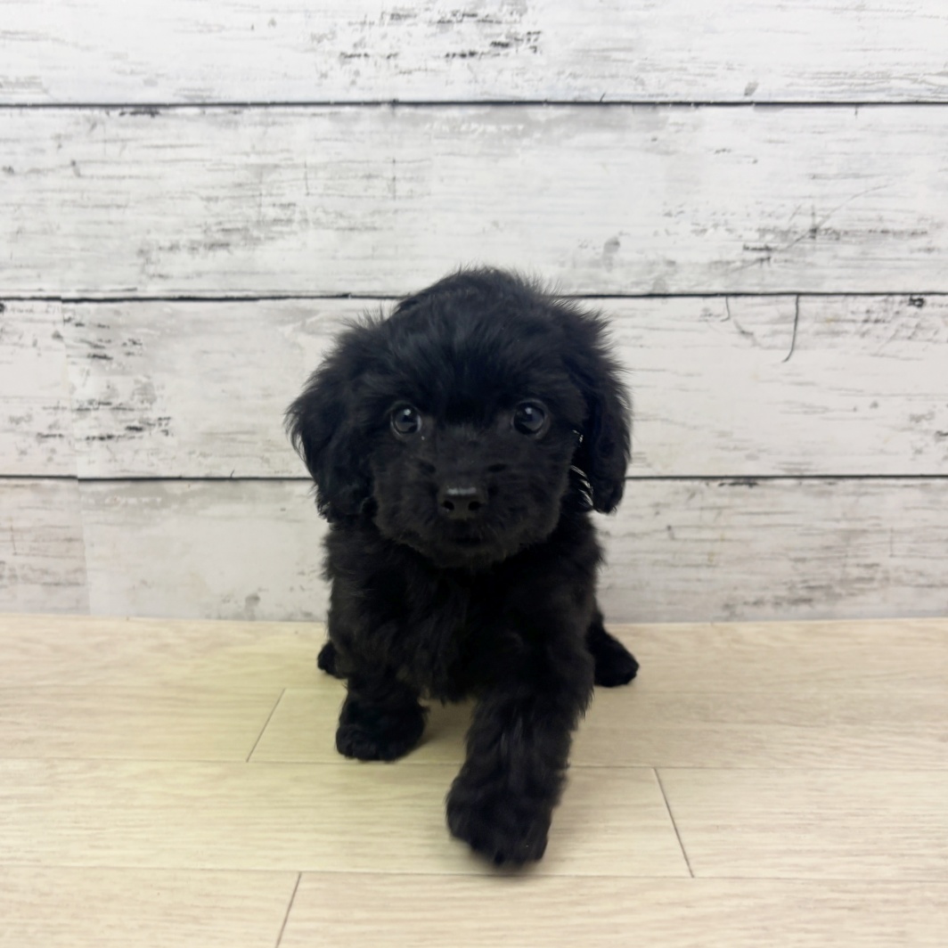 大阪府のダップー(ダックス×プードル) (犬の家＆猫の里そよら東岸和田店/2026年4月20日生まれ/女の子/ブラック)の子犬