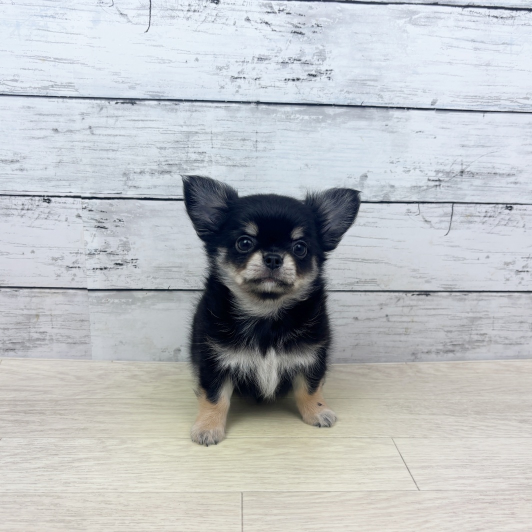 兵庫県のチワワ(ロング) (犬の家＆猫の里ゆめタウン姫路店/2026年4月22日生まれ/男の子/ブラックタン)の子犬