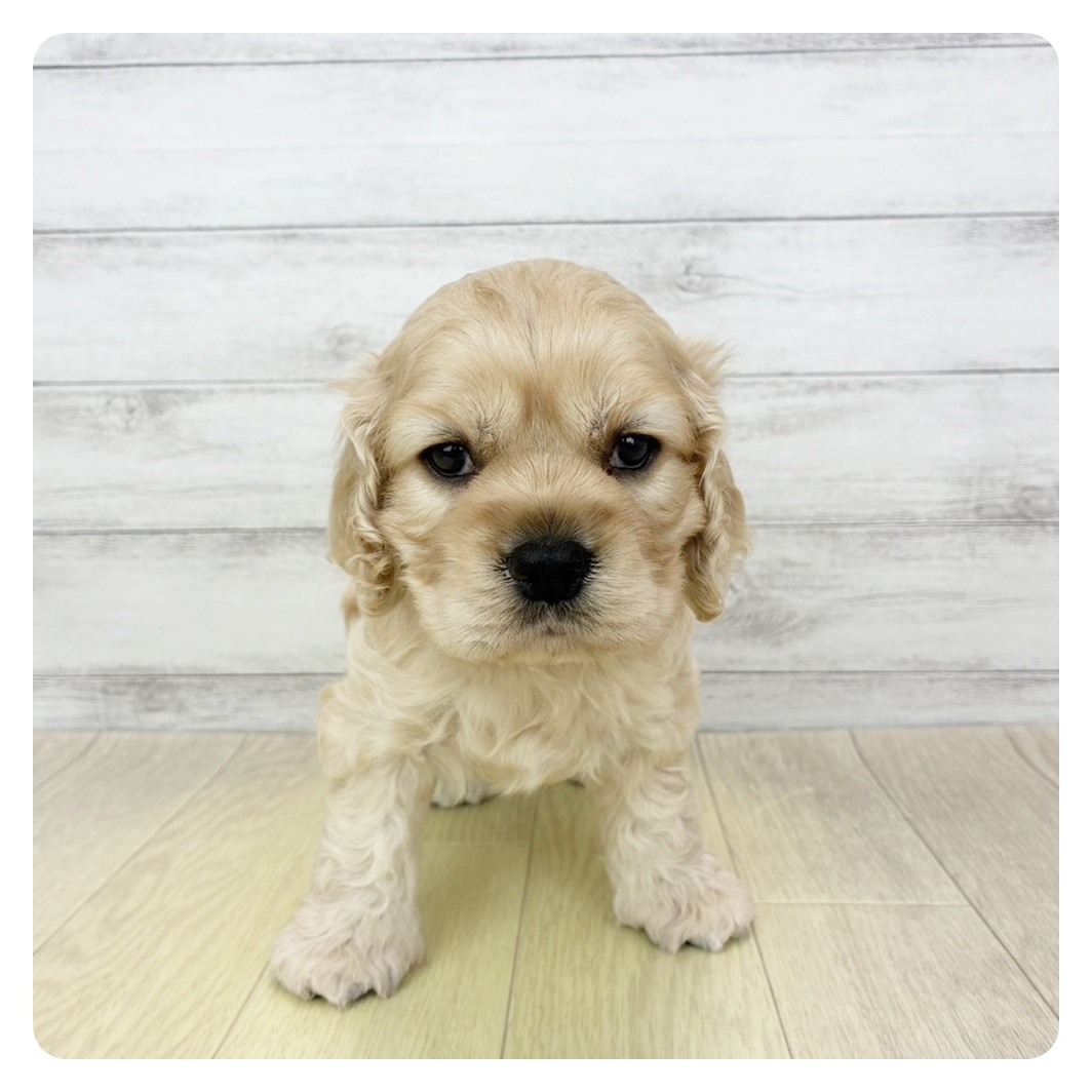 岡山県のアメリカンコッカースパニエル (犬の家＆猫の里倉敷店/2026年4月24日生まれ/男の子/バフ)の子犬