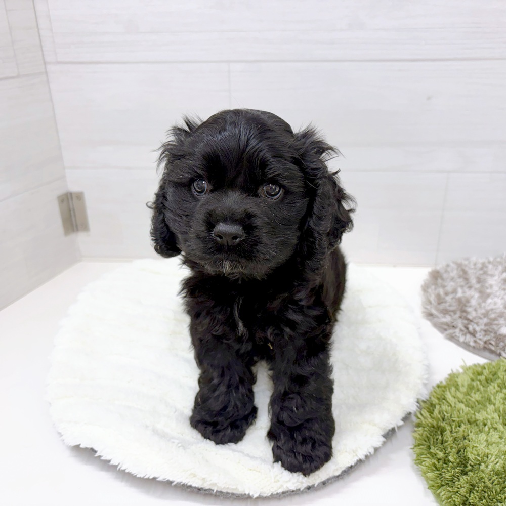 石川県のアメリカンコッカースパニエル (犬の家＆猫の里アミーゴ金沢おこばた店/2026年4月24日生まれ/男の子/ブラック)の子犬の1枚目の画像