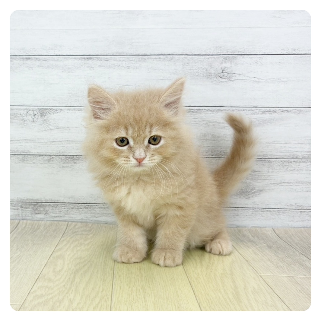 愛知県のサイベリアン (犬の家＆猫の里春日井本店/2026年4月21日生まれ/男の子/クリームタビー)の子猫