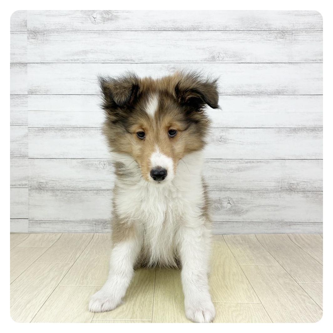 愛知県のシェットランドシープドッグ (犬の家＆猫の里春日井本店/2026年4月18日生まれ/男の子/セーブルホワイト)の子犬