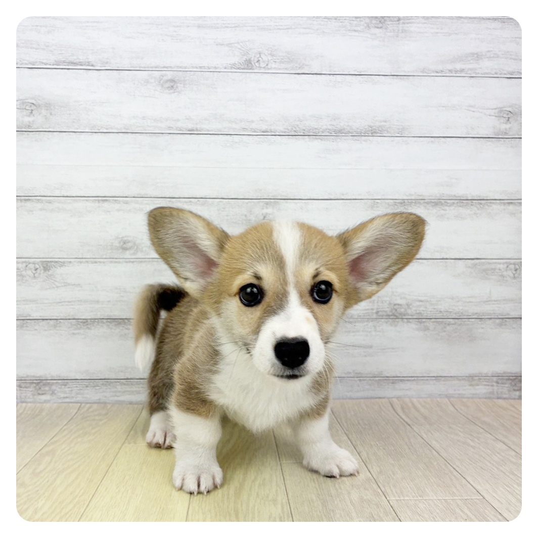 愛知県のウェルシュコーギーペンブローク (犬の家＆猫の里春日井本店/2026年4月17日生まれ/男の子/レッドホワイト)の子犬