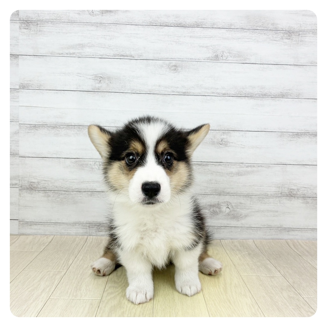 大阪府のウェルシュコーギーペンブローク (犬の家＆猫の里そよら東岸和田店/2026年4月17日生まれ/男の子/ブラックタンホワイト)の子犬