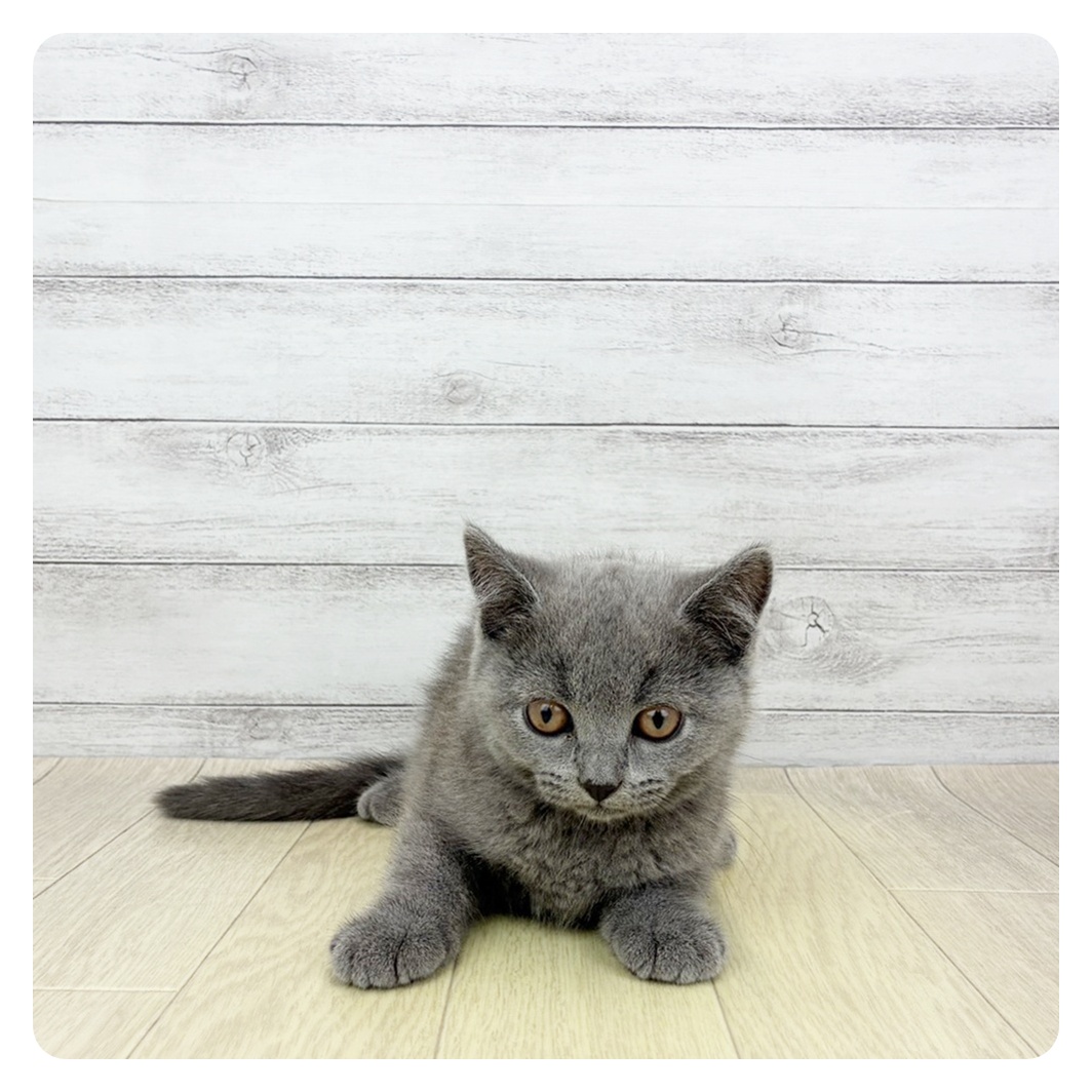 岐阜県のブリティッシュショートヘアー (犬の家＆猫の里岐南店/2026年4月22日生まれ/男の子/ブルー)の子猫の4枚目の画像