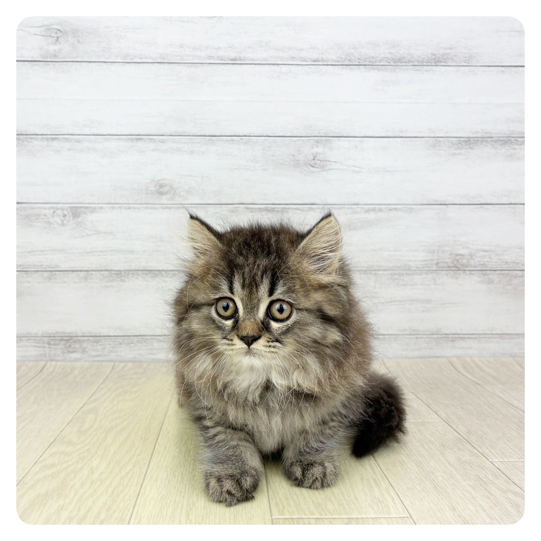 愛知県のスコティッシュストレート (犬の家＆猫の里春日井本店/2026年4月24日生まれ/女の子/ブラウンタビー)の子猫