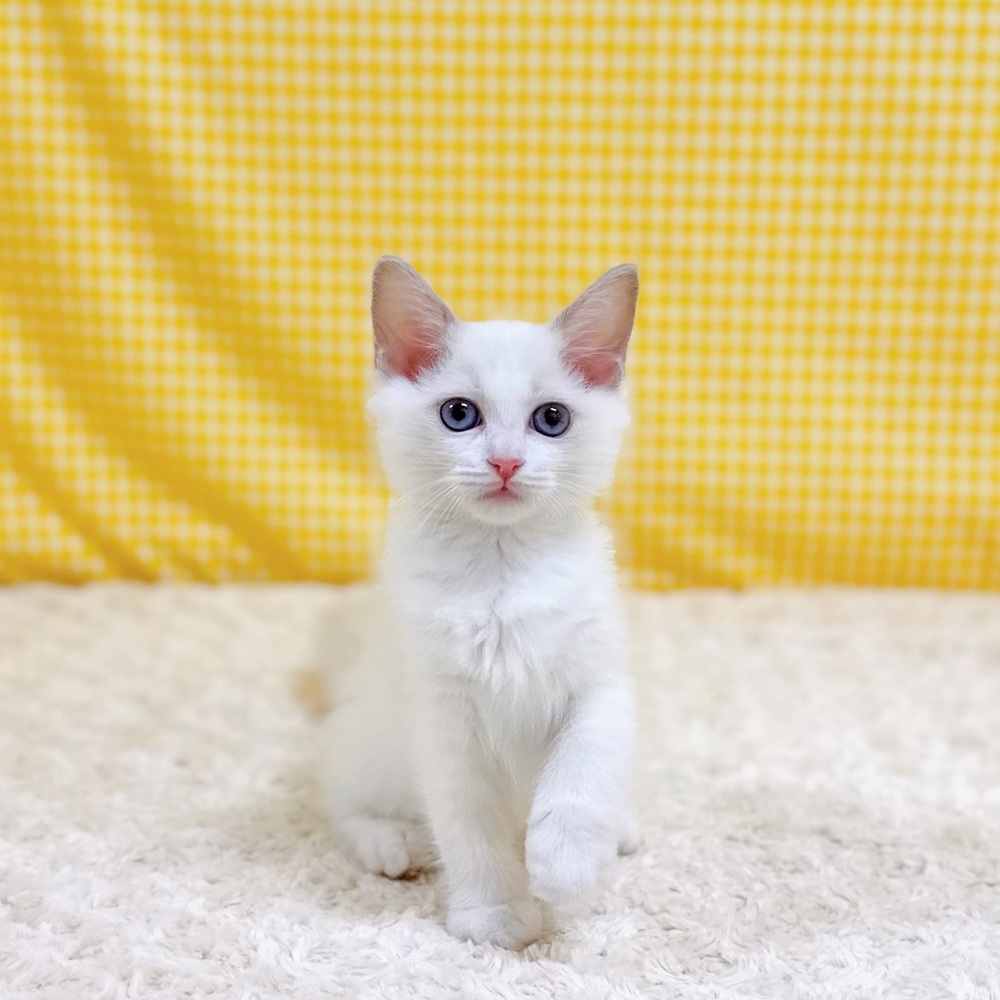愛知県のラグドール (犬の家＆猫の里一宮店/2026年4月18日生まれ/女の子/ブルーポイントバイカラー)の子猫の1枚目の画像
