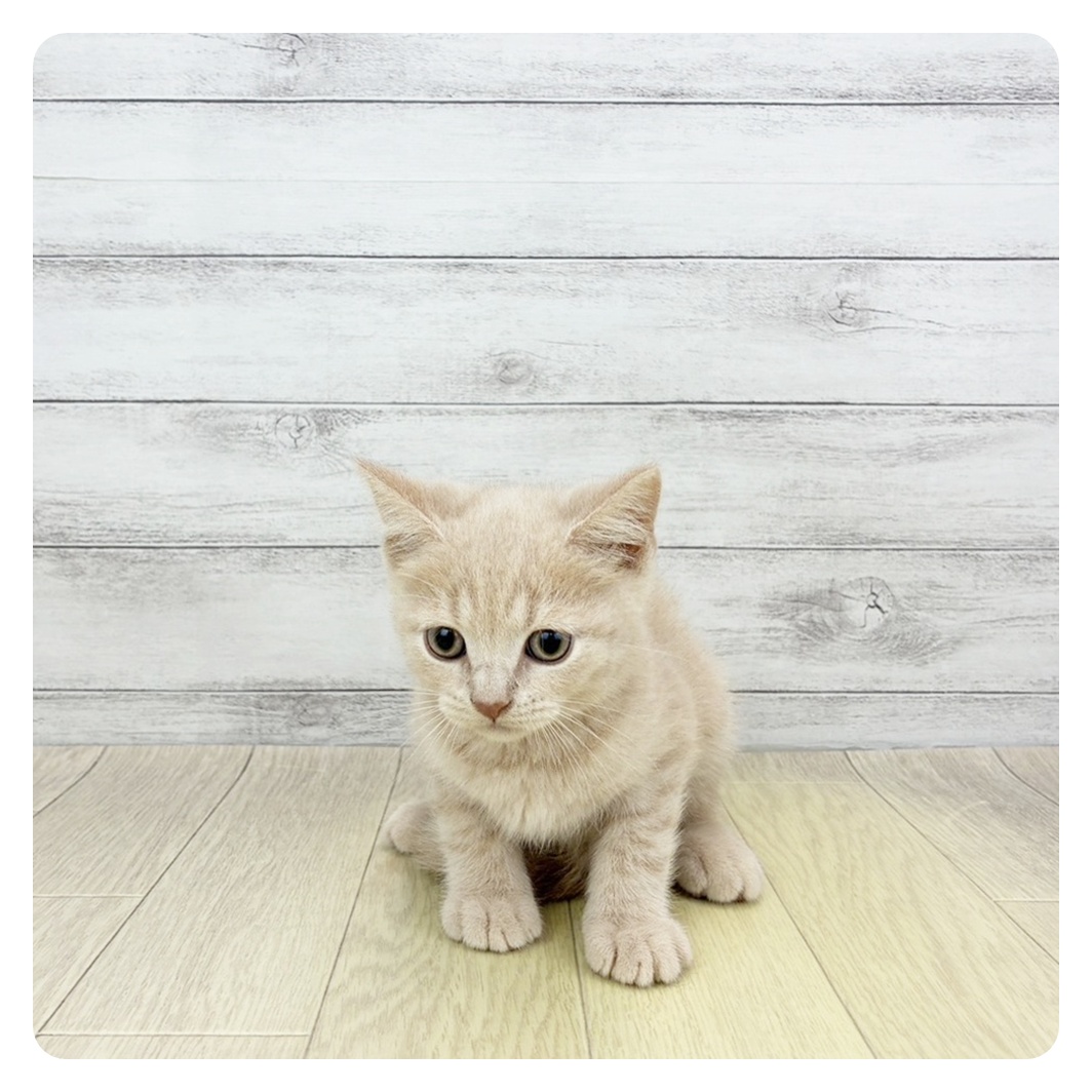 愛知県のブリティッシュショートヘアー (犬の家＆猫の里春日井本店/2026年4月23日生まれ/男の子/クリームタビー)の子猫