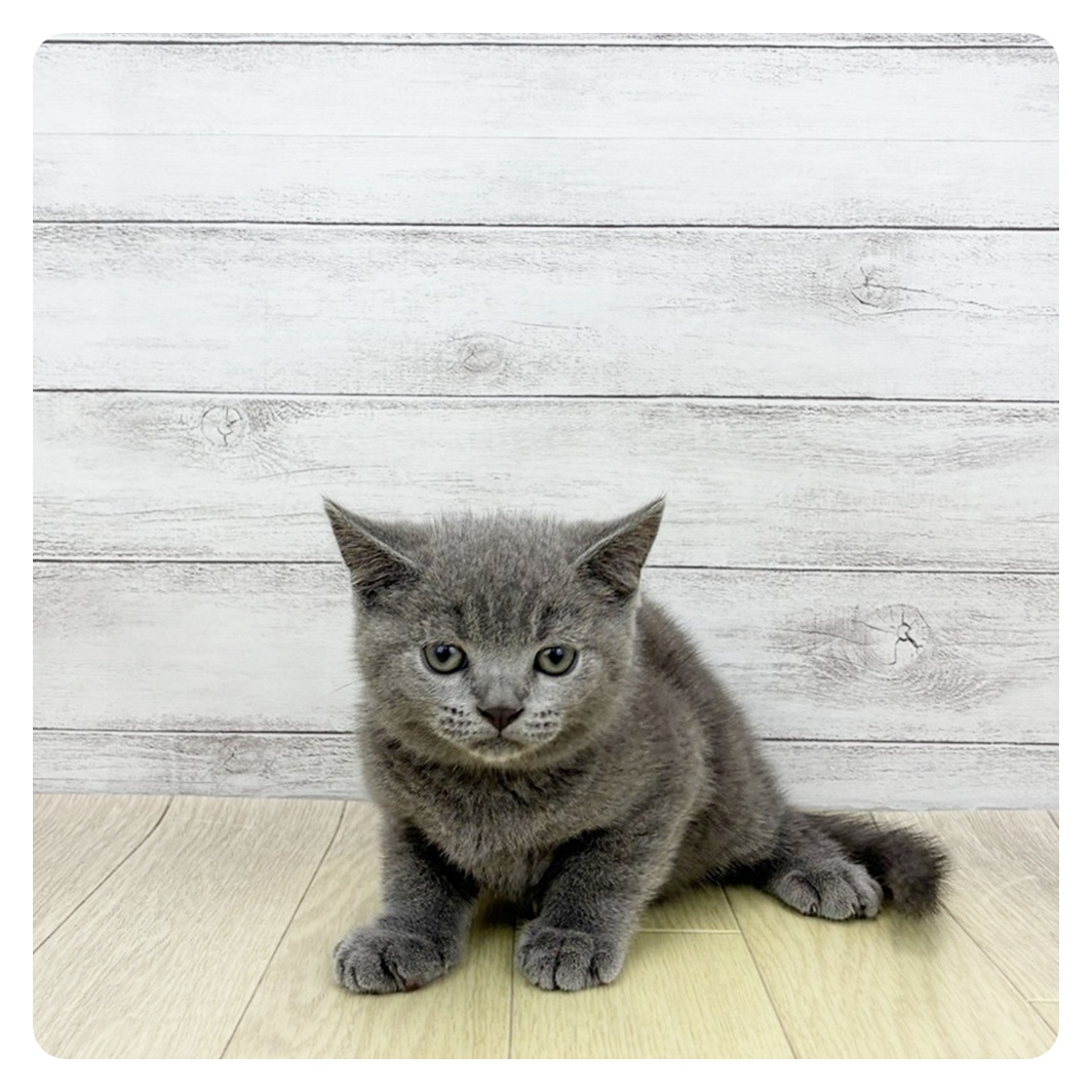 愛知県のブリティッシュショートヘアー (犬の家＆猫の里MiO香久山店/2026年4月23日生まれ/男の子/ブルー)の子猫の2枚目の画像