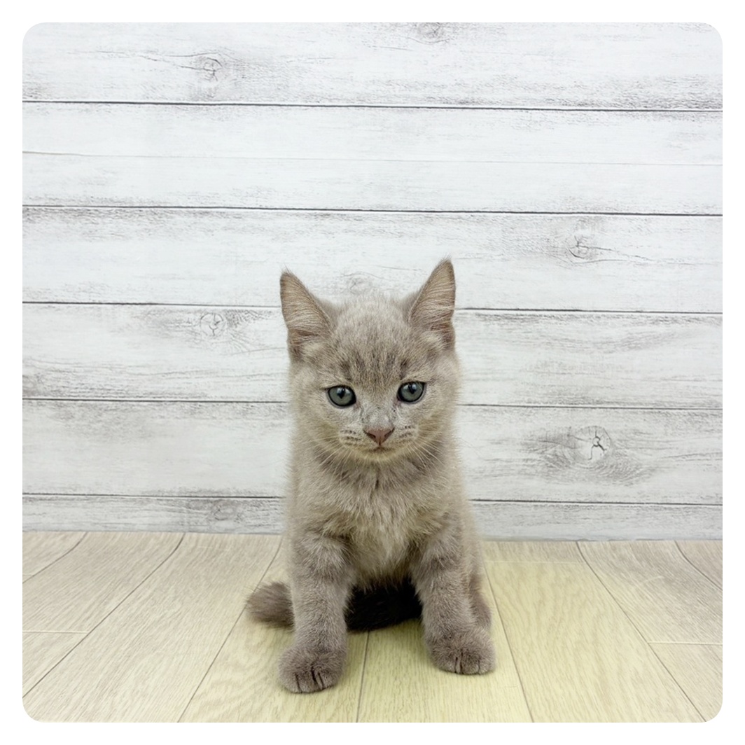 愛知県のスコティッシュストレート (犬の家＆猫の里春日井本店/2026年4月24日生まれ/男の子/ライラックタビー)の子猫
