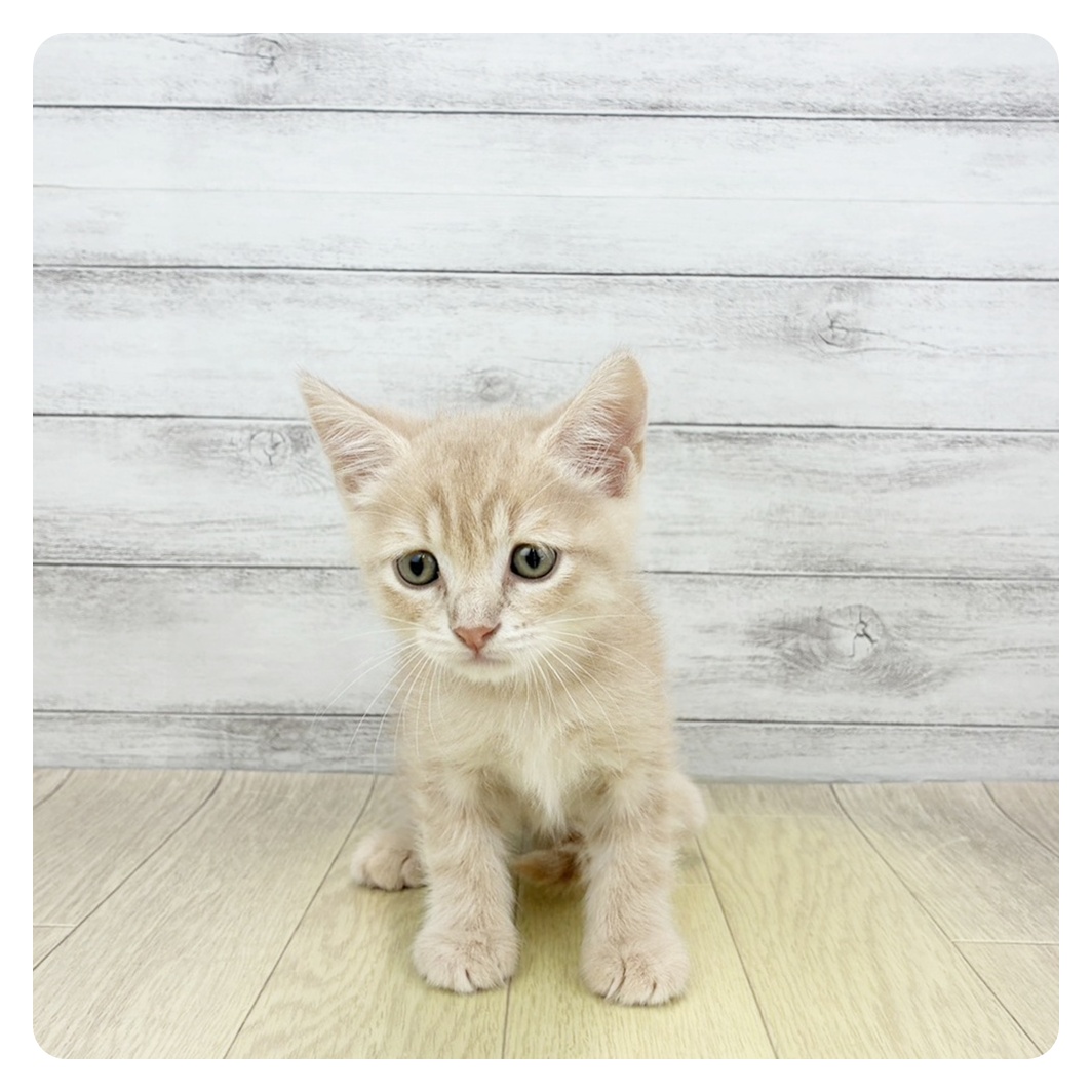 愛知県のスコティッシュストレート (犬の家＆猫の里春日井本店/2026年4月24日生まれ/男の子/クリームタビー)の子猫