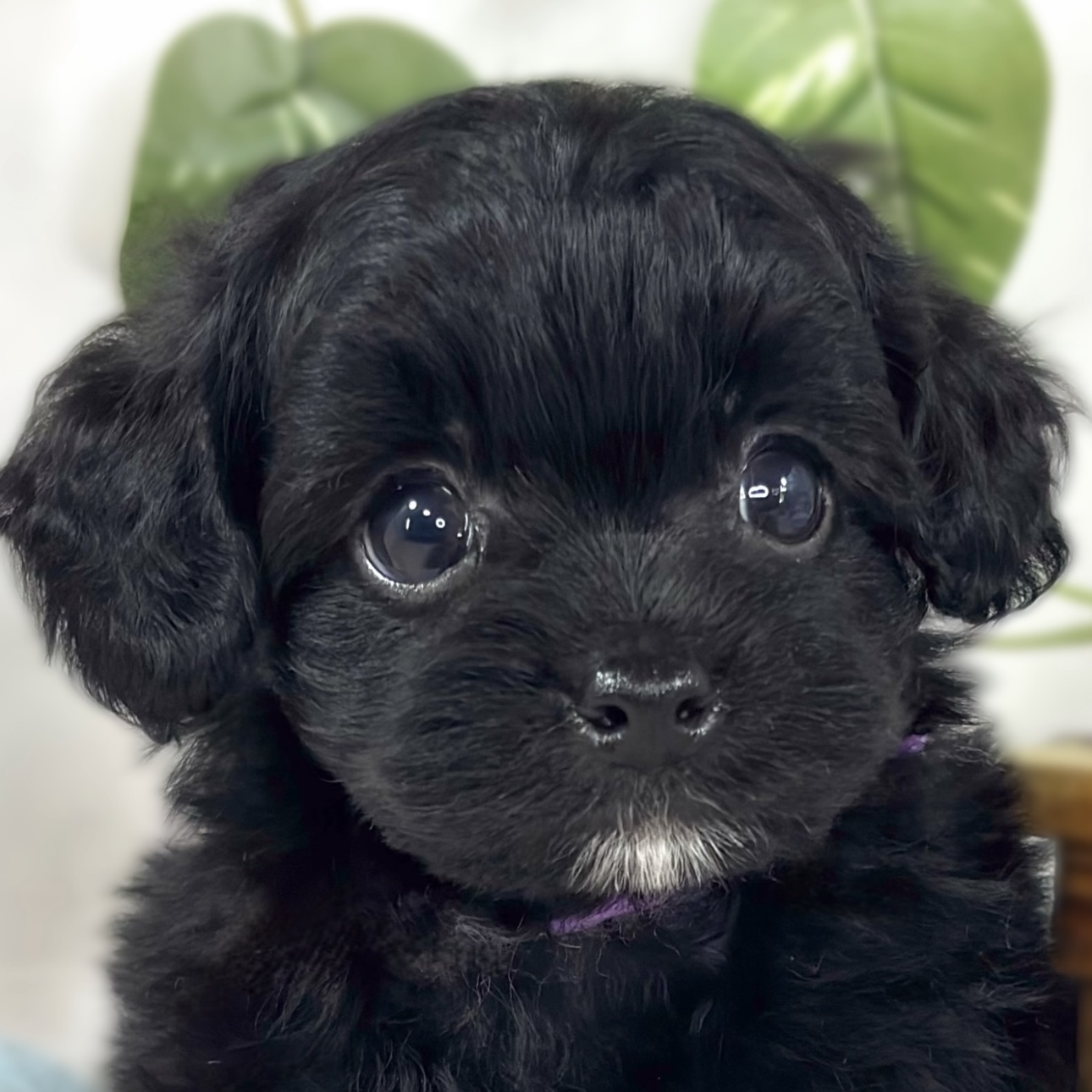 岡山県のチワプー/プーチー(チワワ×プードル) (犬の家＆猫の里倉敷店/2026年4月24日生まれ/男の子/ブラック)の子犬