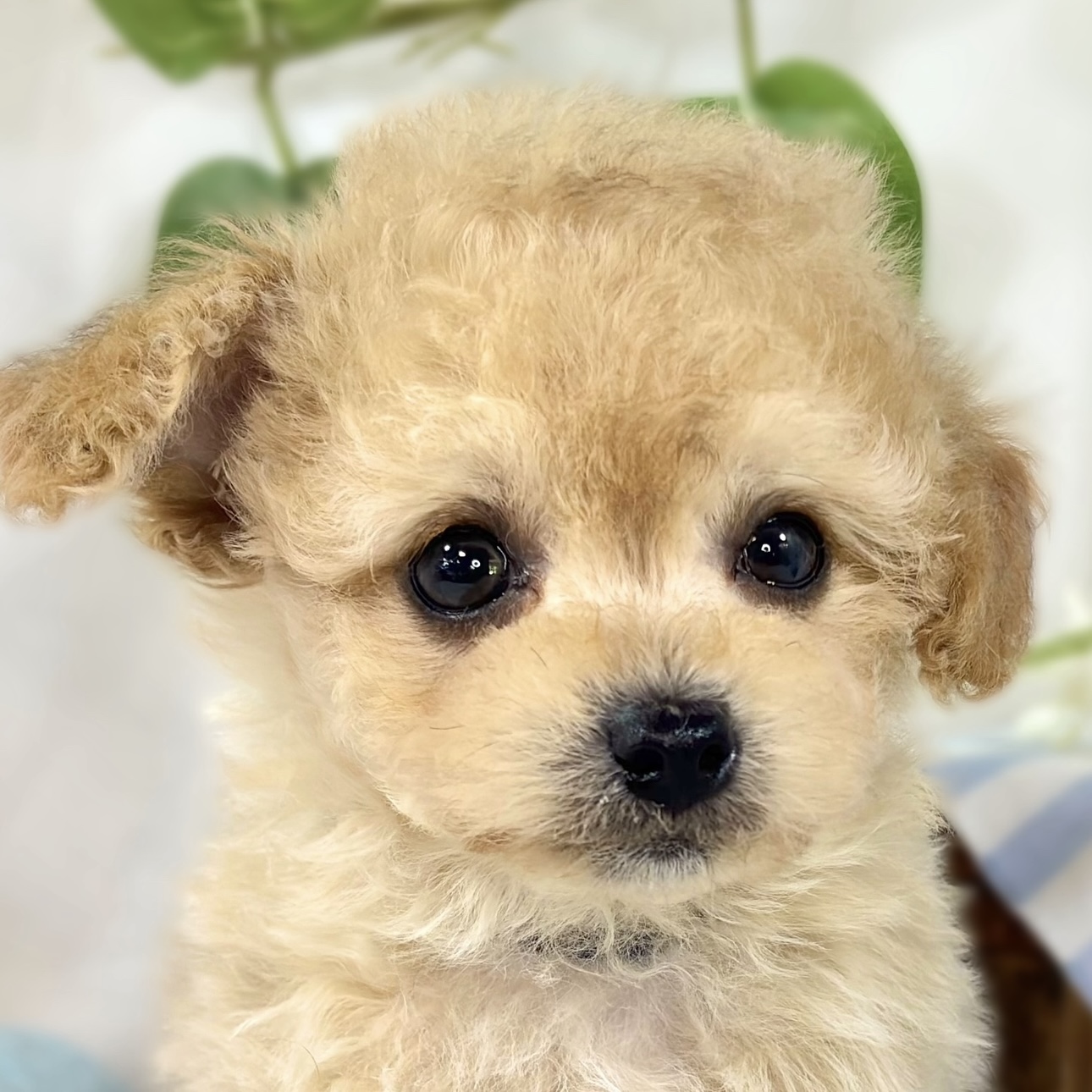 ハーフ犬男の子の写真