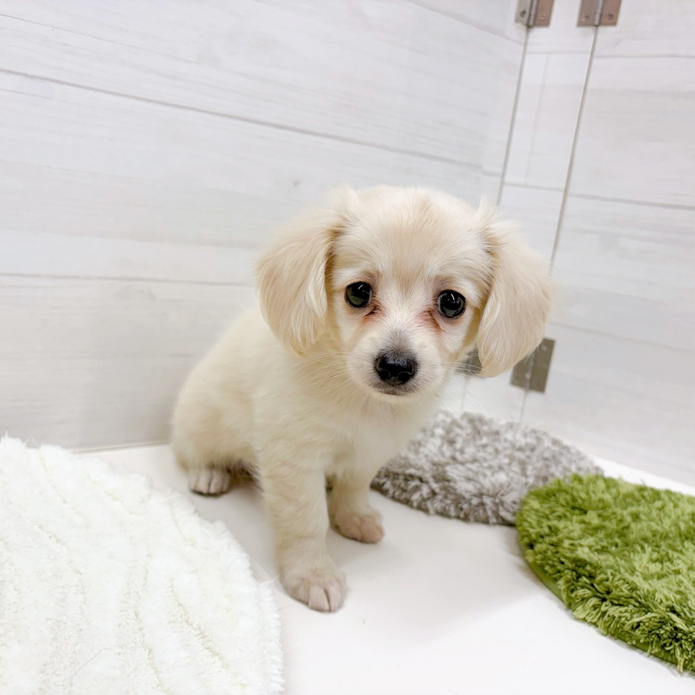 石川県のチワックス(チワワ×ダックス) (犬の家＆猫の里アミーゴ金沢おこばた店/2026年4月25日生まれ/女の子/クリーム)の子犬の1枚目の画像