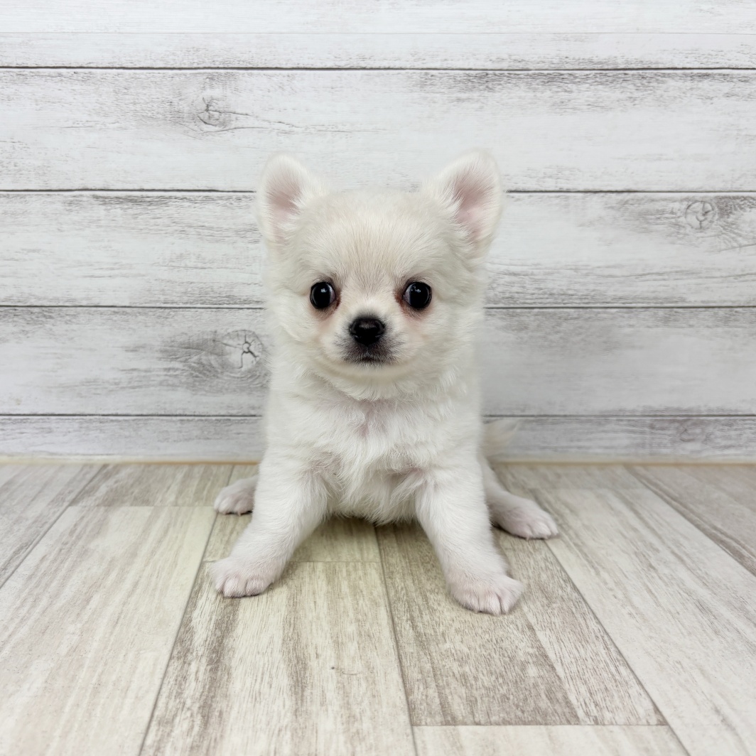 兵庫県のチワワ(ロング) (犬の家＆猫の里ニッケパークタウン加古川店/2026年4月24日生まれ/男の子/クリーム)の子犬