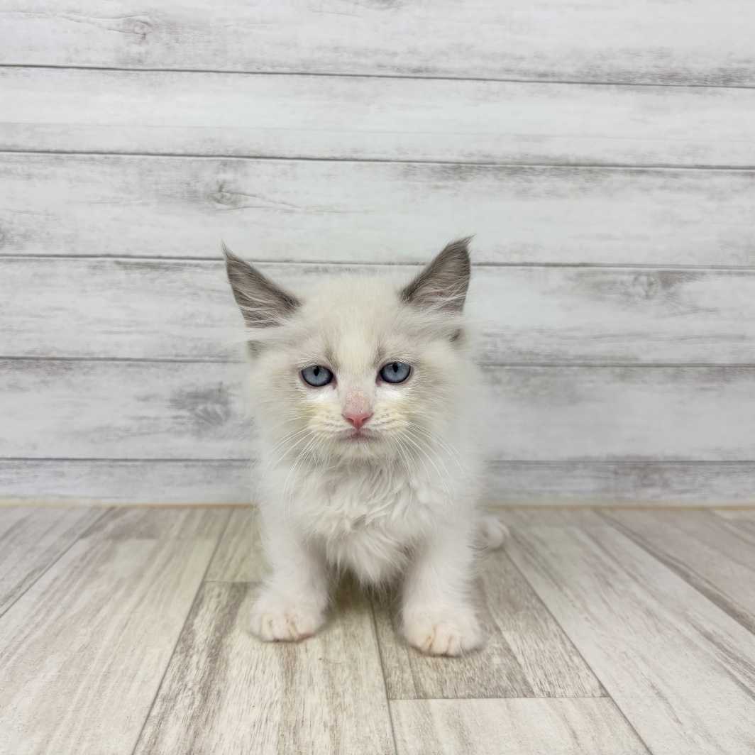兵庫県のラグドール (犬の家＆猫の里尼崎店/2026年4月17日生まれ/男の子/ブルーポイントバイカラー)の子猫の2枚目の画像