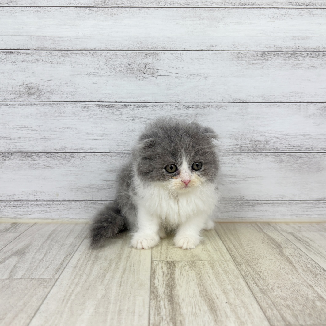 兵庫県のスコティッシュフォールド (犬の家＆猫の里カナート西神戸店/2026年4月23日生まれ/女の子/ブルーホワイト)の子猫
