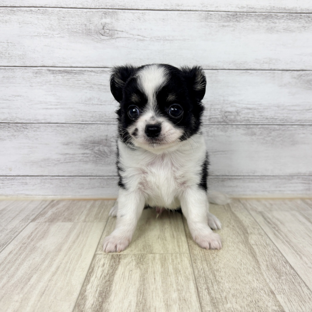 兵庫県のチワワ(ロング) (犬の家＆猫の里川西店/2026年4月24日生まれ/男の子/ブラックホワイト)の子犬