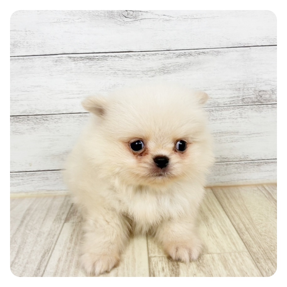 ハーフ犬男の子の写真