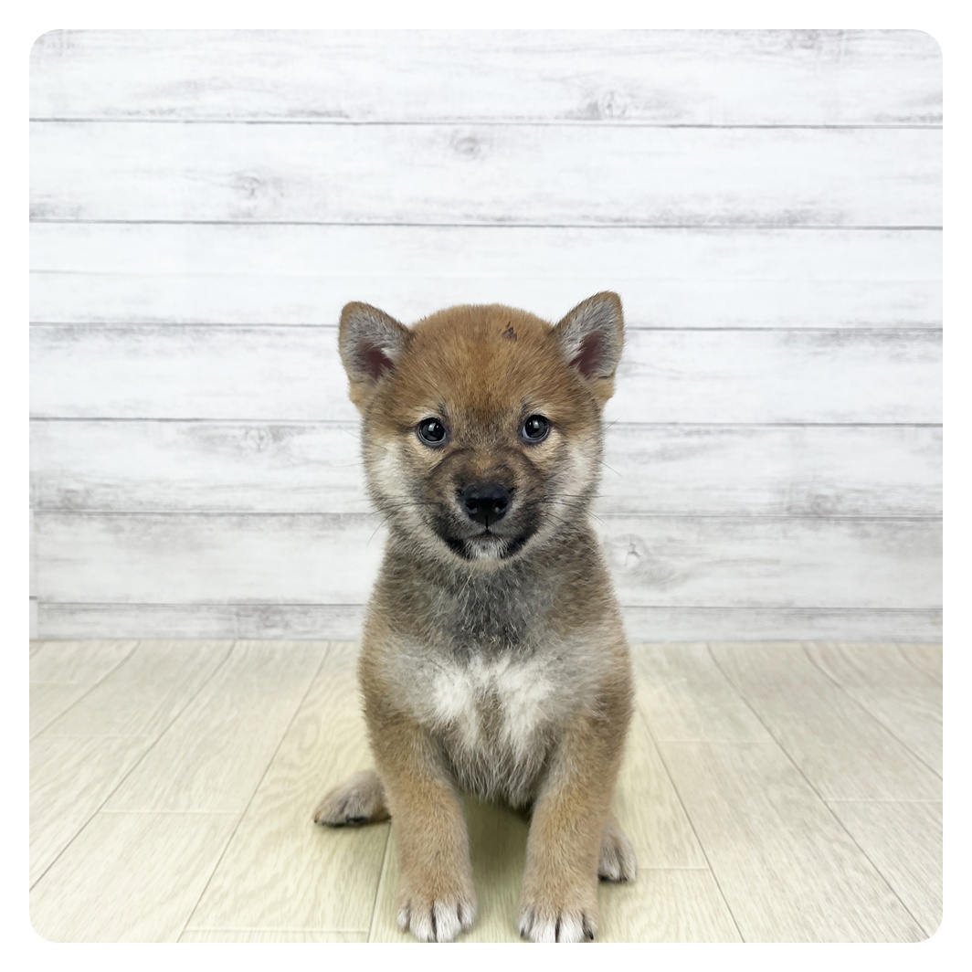 柴犬女の子の写真