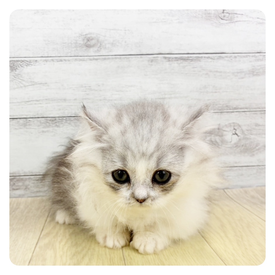 石川県のミヌエット (犬の家＆猫の里金沢店/2026年4月22日生まれ/女の子/チンチラシルバー)の子猫