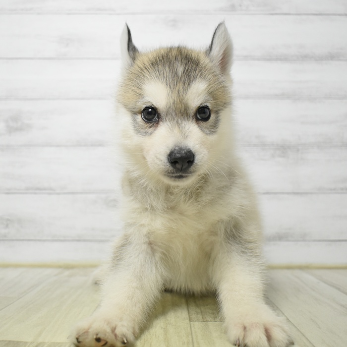 愛知県のシベリアンハスキー (犬の家＆猫の里豊川インター店/2026年4月26日生まれ/女の子/シルバーホワイト)の子犬