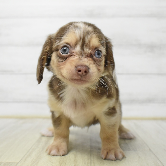 ハーフ犬男の子の写真