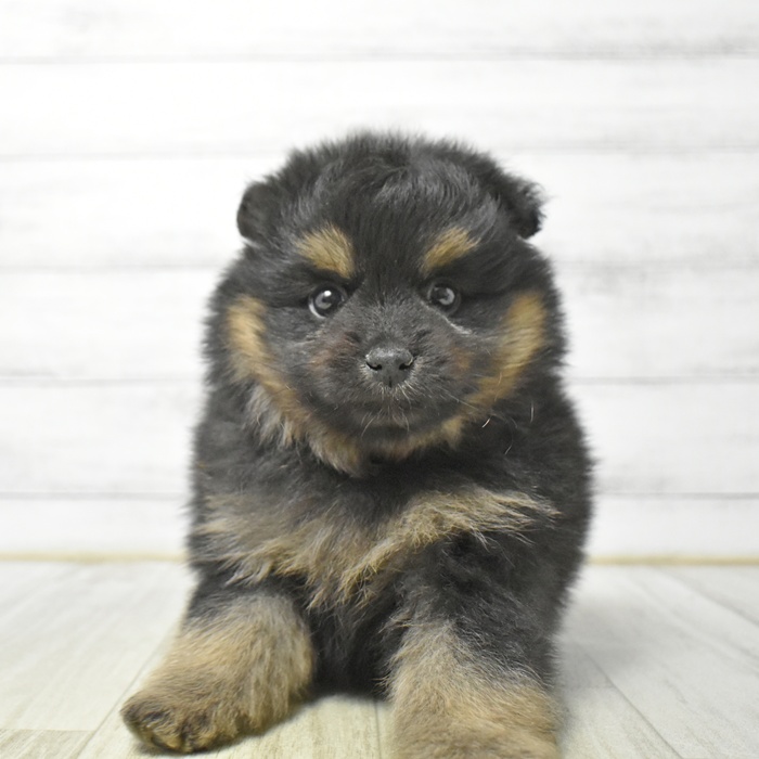 静岡県のハーフ犬・ミックス犬 (犬の家＆猫の里マークイズ静岡店/2026年4月27日生まれ/男の子/ブラックタン)の子犬