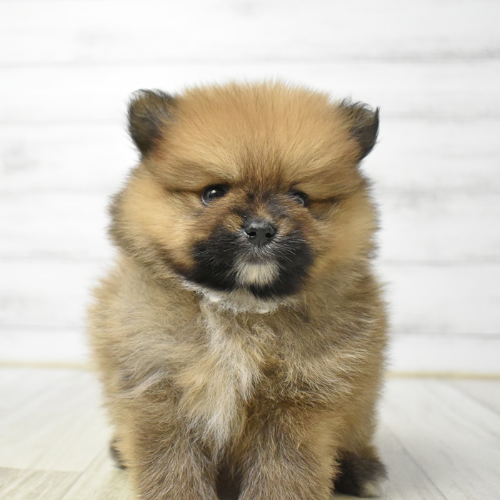 富山県のポメラニアン (犬の家＆猫の里アミーゴ山室店/2026年4月26日生まれ/女の子/オレンジ)の子犬