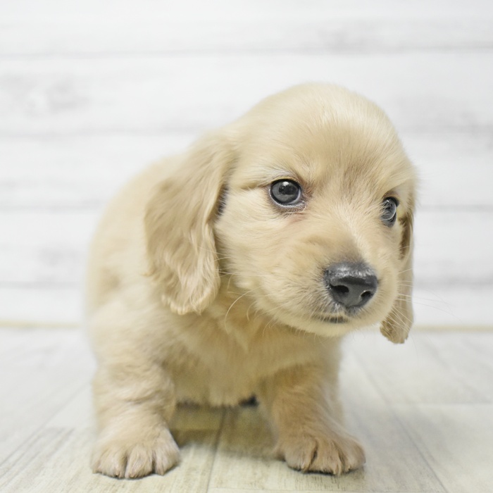 静岡県のミニチュアダックスフンド(ロング) (犬の家＆猫の里マークイズ静岡店/2026年4月26日生まれ/男の子/イエロー)の子犬