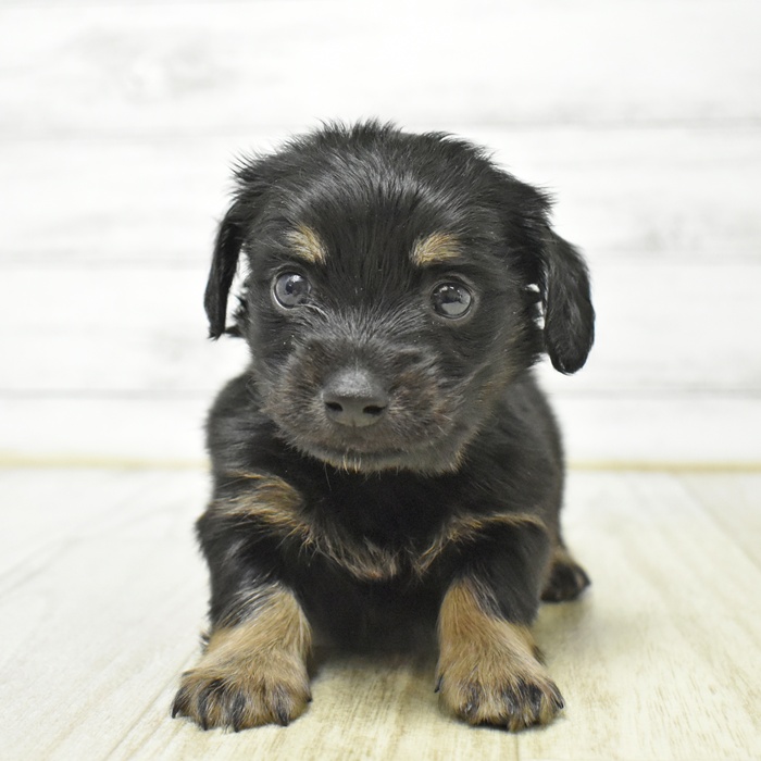 三重県のチワックス(チワワ×ダックス) (犬の家＆猫の里三重桑名店/2026年4月28日生まれ/男の子/ブラックタン)の子犬