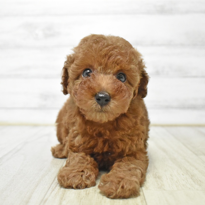 千葉県のトイプードル(トイ) (犬の家＆猫の里BIGHOPガーデンモール印西店/2026年4月28日生まれ/女の子/レッドフォーン)の子犬