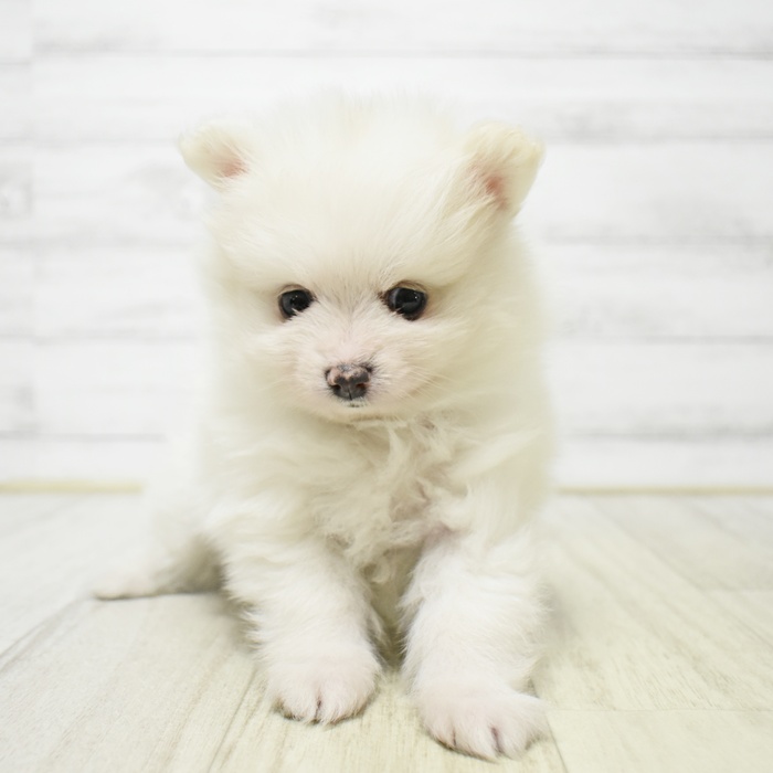 愛知県のポメラニアン (犬の家＆猫の里豊川インター店/2026年4月26日生まれ/女の子/クリーム)の子犬