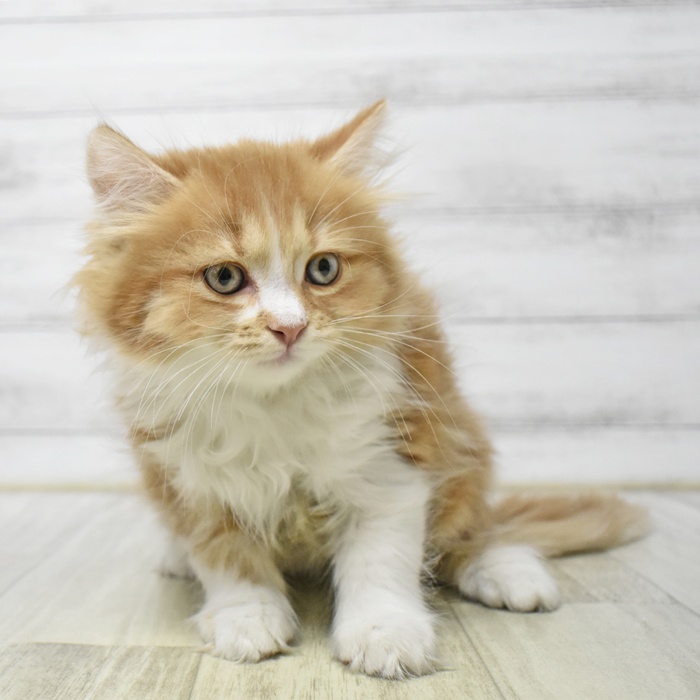 静岡県のマンチカン (犬の家＆猫の里プレ葉ウォーク浜北店/2026年4月21日生まれ/男の子/レッドタビーホワイト)の子猫