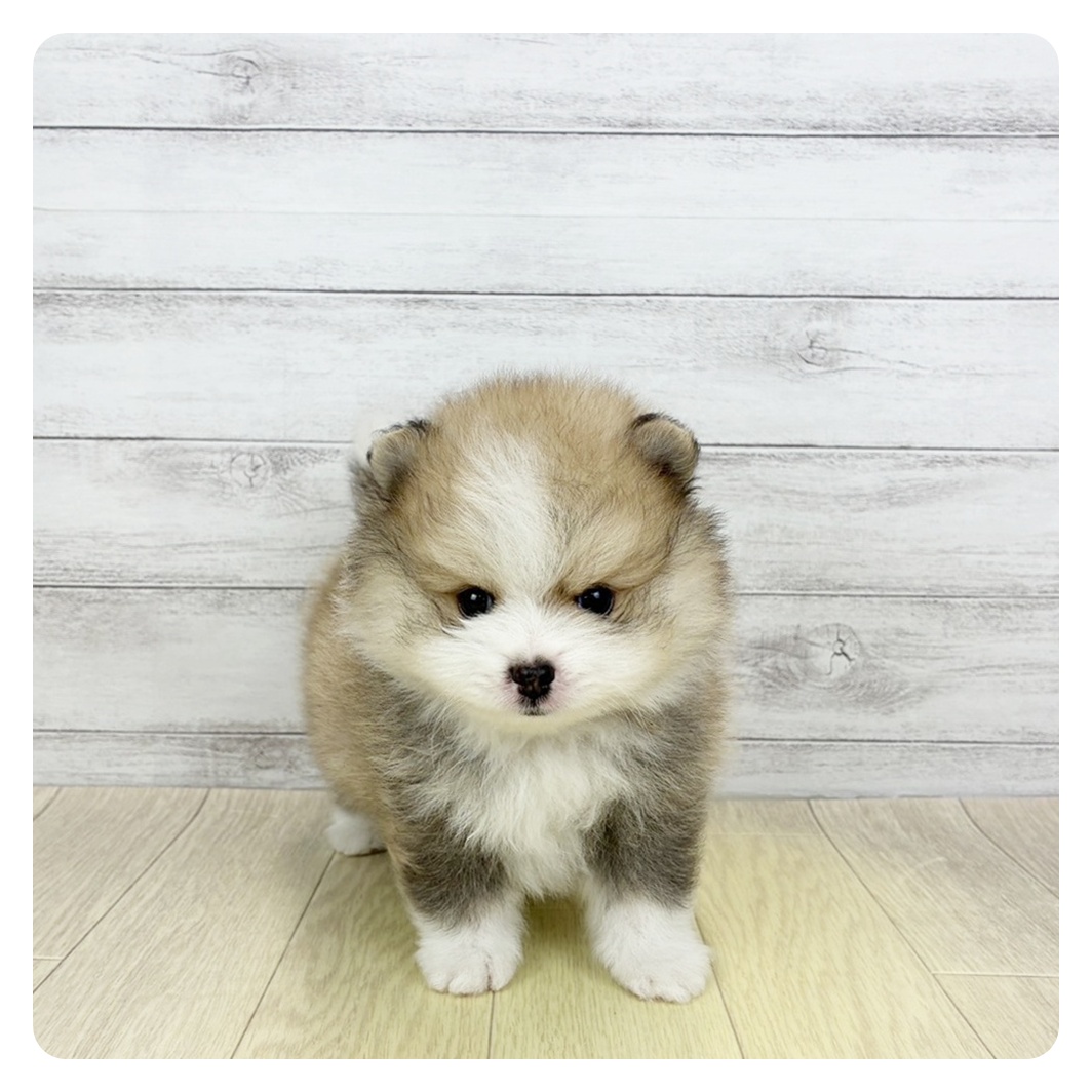 岡山県のポメラニアン (犬の家＆猫の里倉敷店/2026年4月27日生まれ/男の子/オレンジセーブルホワイト)の子犬