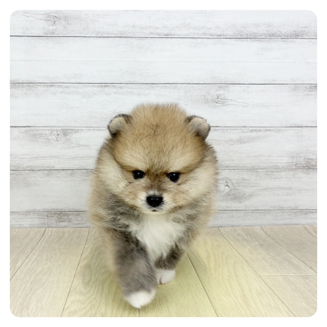 福井県のポメラニアン (犬の家＆猫の里福井店/2026年4月27日生まれ/男の子/オレンジセーブル)の子犬
